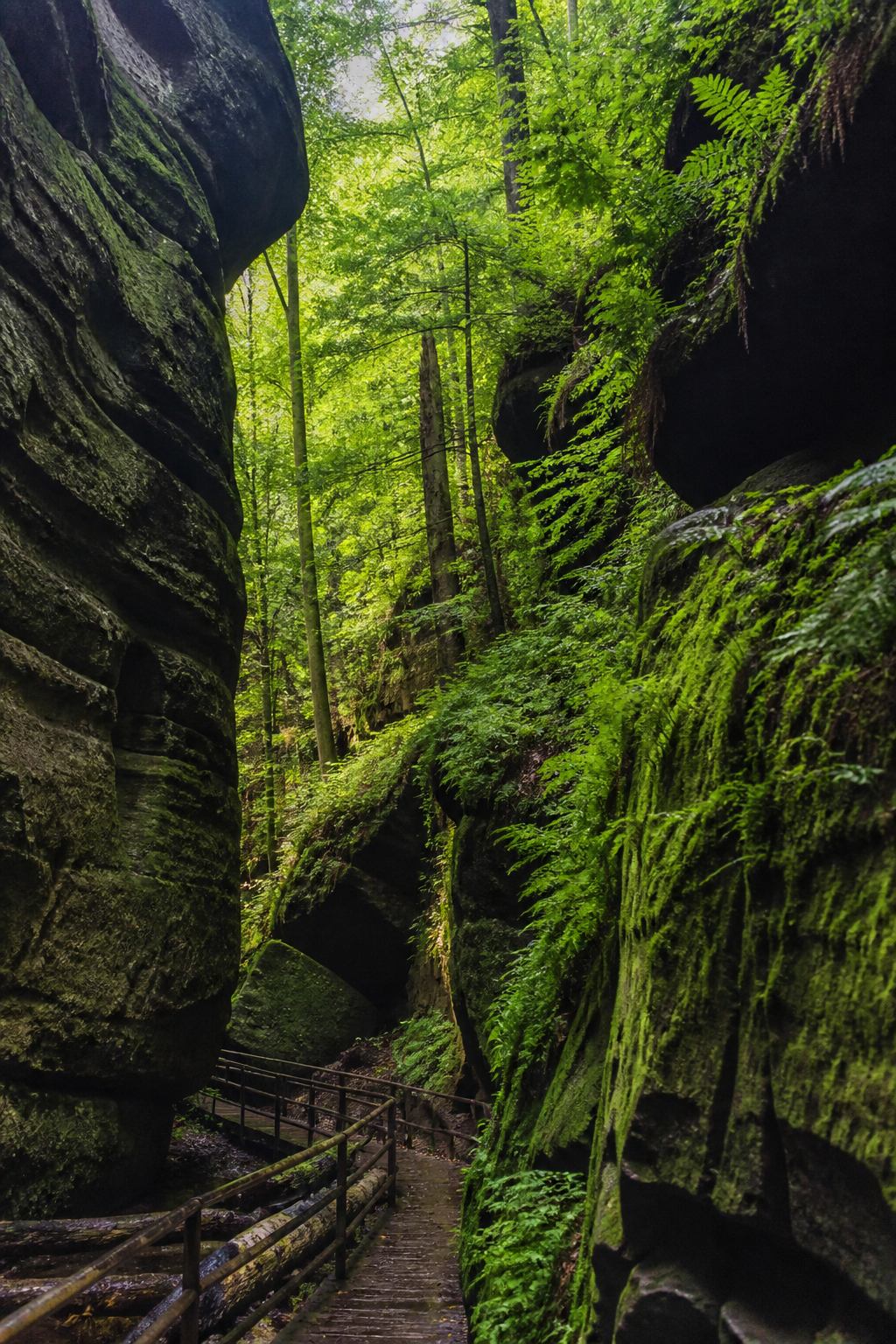 Feuchte Waldschlucht mit Moos, Farnen und Sandsteinwänden im Kirnitzschtal